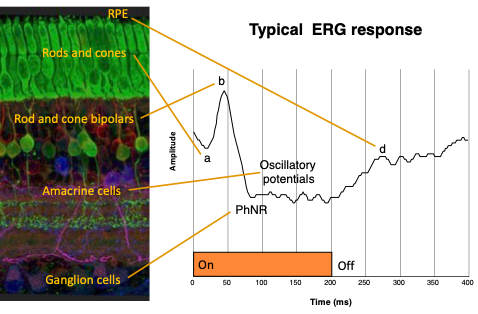 Illustration of the retinal cell layers and how they correspond to the different time points of the ERG response