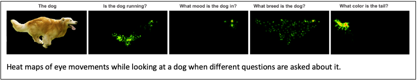 Heat map of eye movement watching a dog run